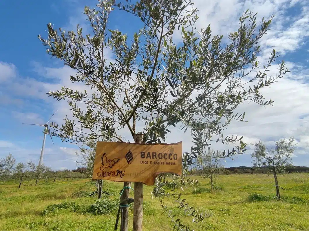 giardino aziendale progetto olivami