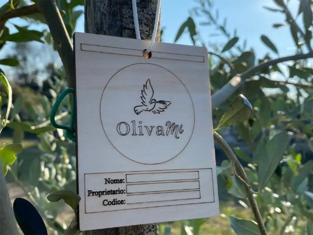 progetto olivami giardino aziendale pms